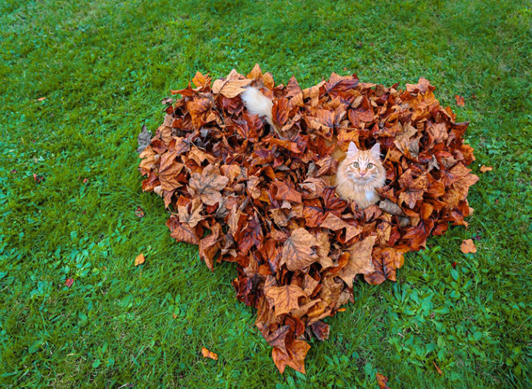 Мульчирование осенью: секрет успеха вашего сада