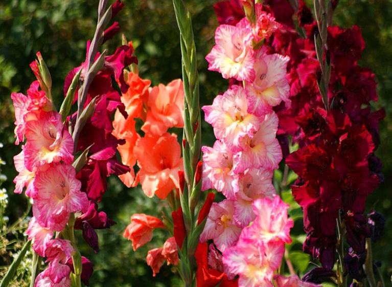 Гладиолусы российской селекции
