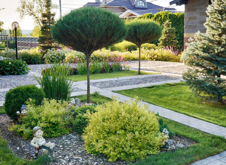 Растения на штамбе — новый тренд в ландшафтном дизайне