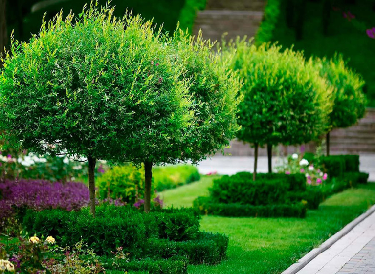 Ива шаровидная на штамбе для городского и дворового озеленения