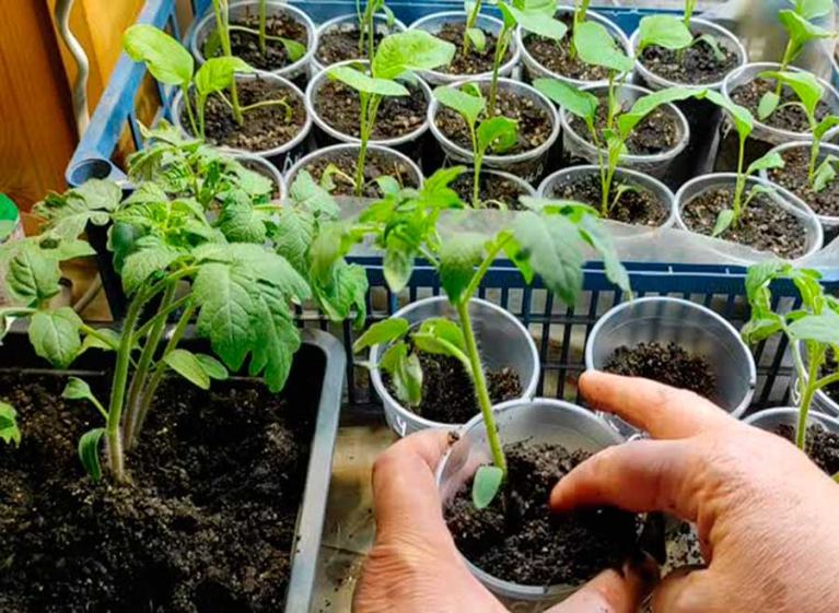 Пикировка перцев, томатов, баклажан и других культур