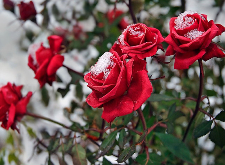 Как подготовить розы к зиме, чтобы они хорошо перезимовали