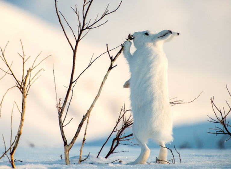 Надежные способы защиты деревьев от грызунов зимой