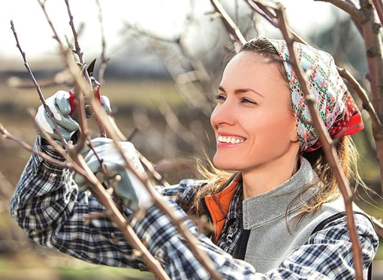 Особенности осенней обрезки деревьев в саду