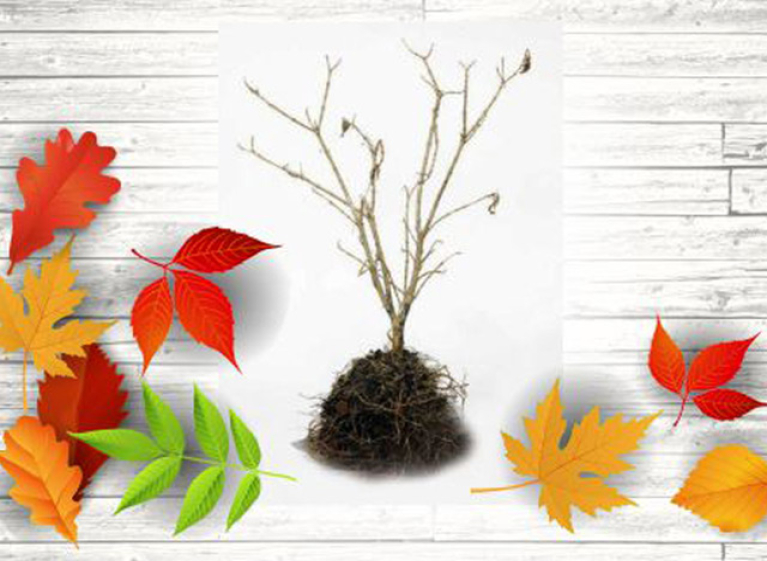 Секреты посадки деревьев осенью