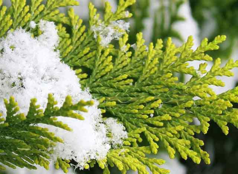 Укрываем хвойные от солнечных ожогов