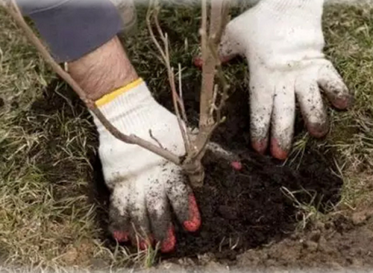 Чем посадка деревьев осенью лучше, чем весной?