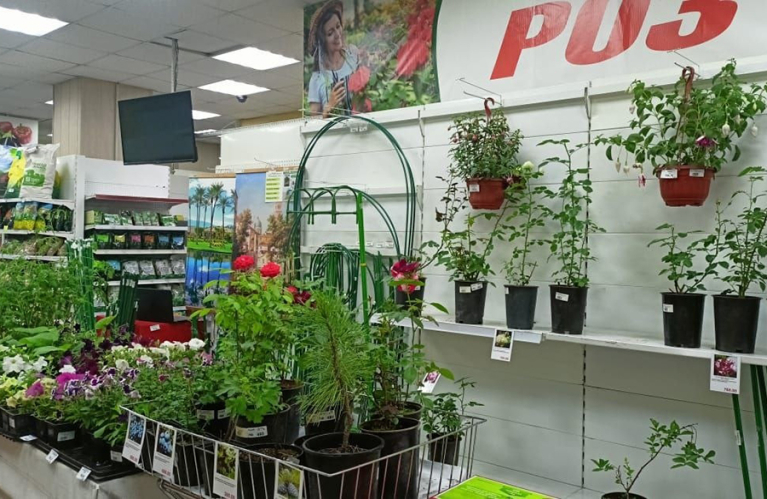 Саженцы из питомника в центре Новокузнецка!