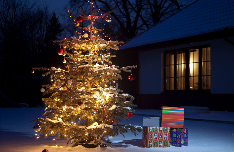 Посадите свою новогоднюю ель на участке!