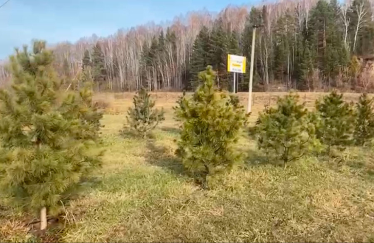 Хвойные крупномеры из грунта