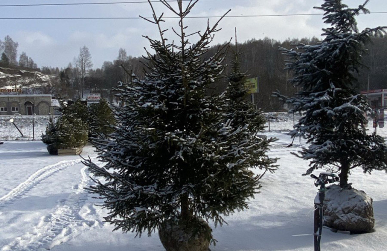 Пригласите ель на праздник!