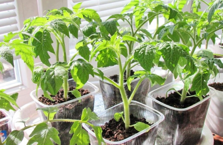 К посадке рассады готовы!