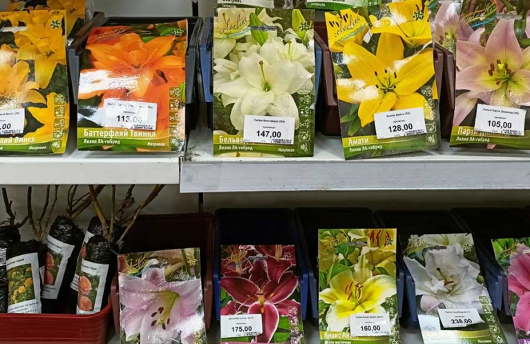 Поступили луковицы и корневища цветов!