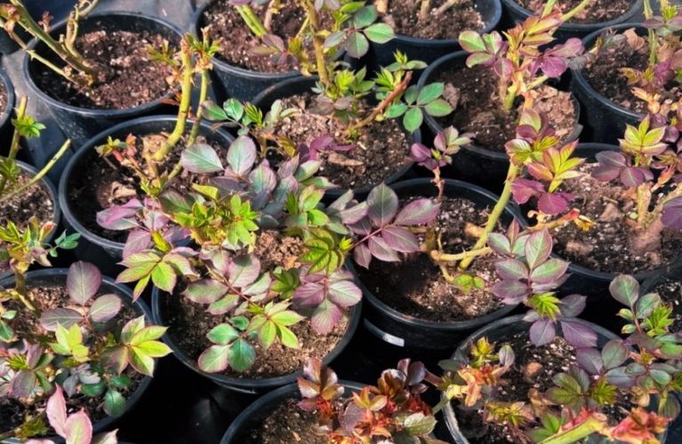 Вести с полей: Розы в контейнерах!